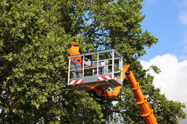 Best Hazardous Tree Removal  in Harlowton, MT