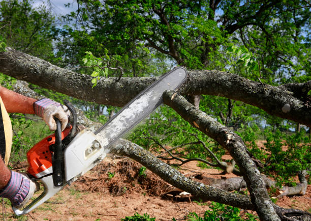 Best Tree Disease Treatment  in Harlowton, MT